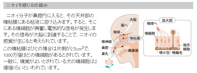 匂い測定